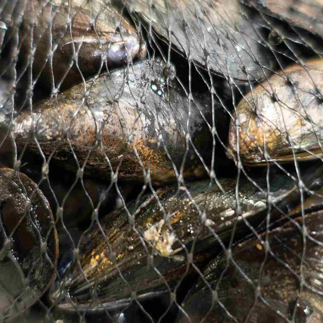 Fresh Mussels - £6.50 per kilo