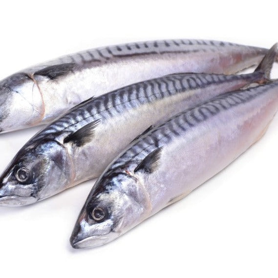 Mackerel