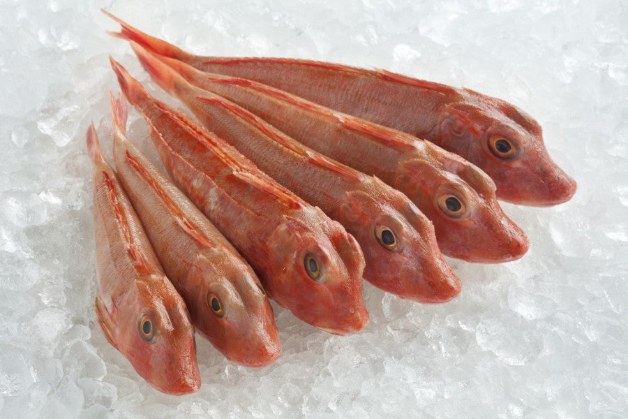 The Odd-looking Fish: Red Gurnard