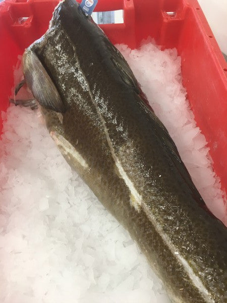 It’s Skrei time!