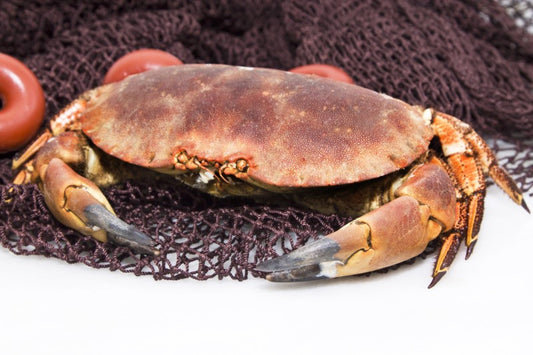 Live Crab  Brown & White Crabmeat