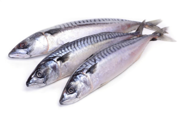 Things You May Not Know About Mackerel