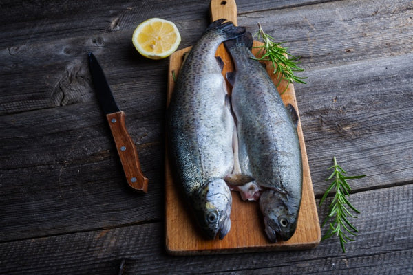 Sea Trout and Salmon Compared