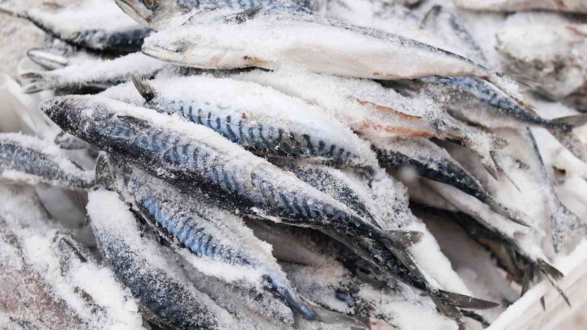 FROZEN FISH – justcaught.co.uk