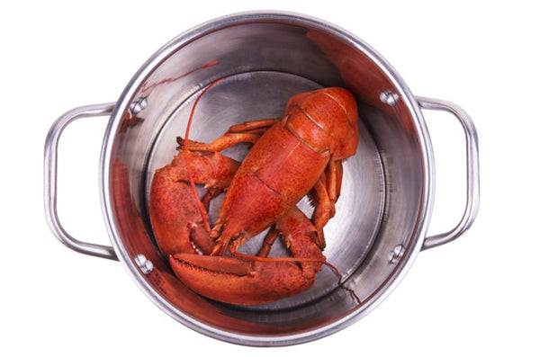 Lobster Cooked