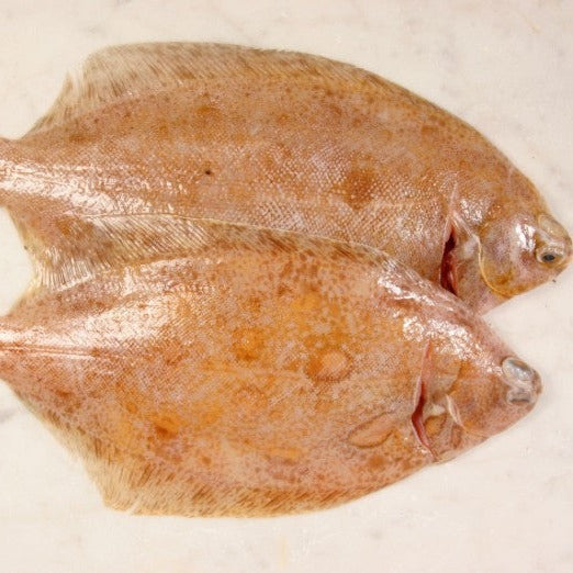 Lemon Sole