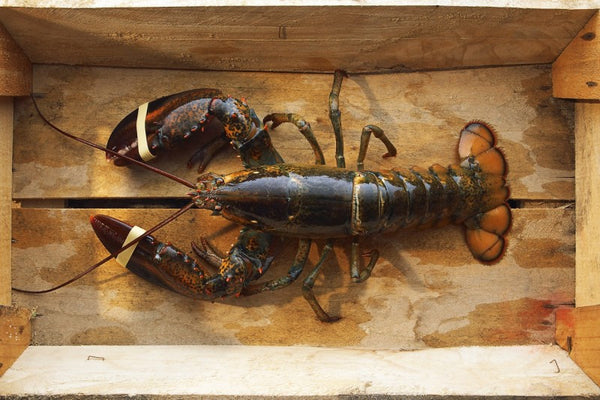 Lobster Live (London Delivery Only)