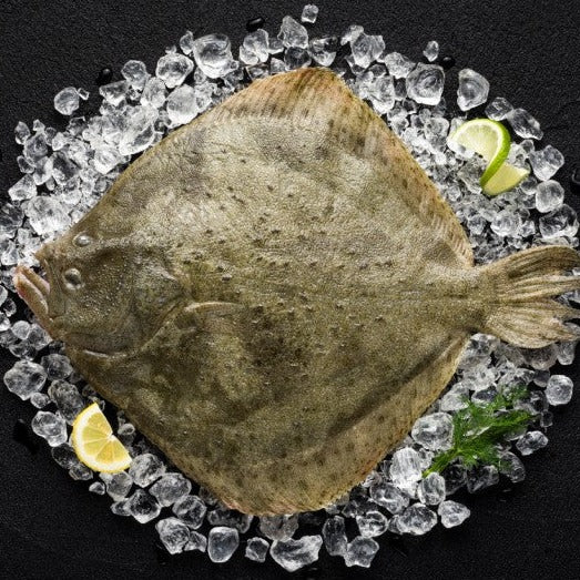 Turbot