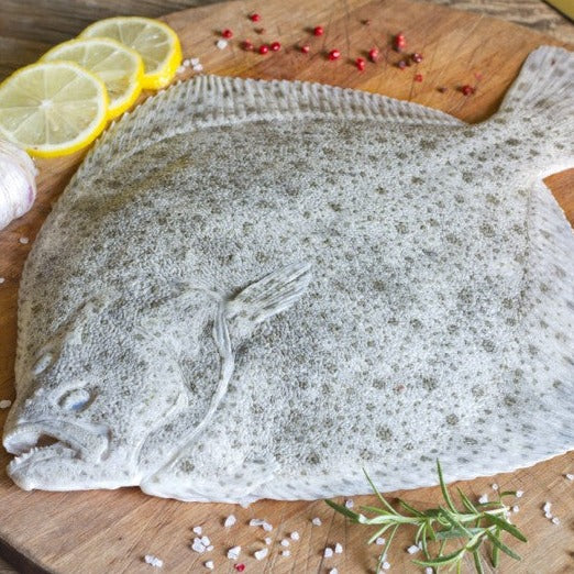 Turbot