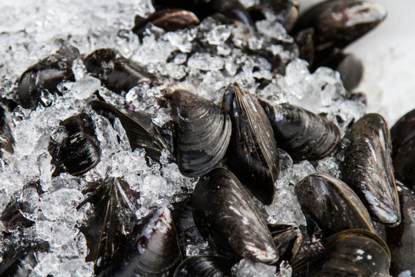 Fresh  Mussels - £6.50 per kilo