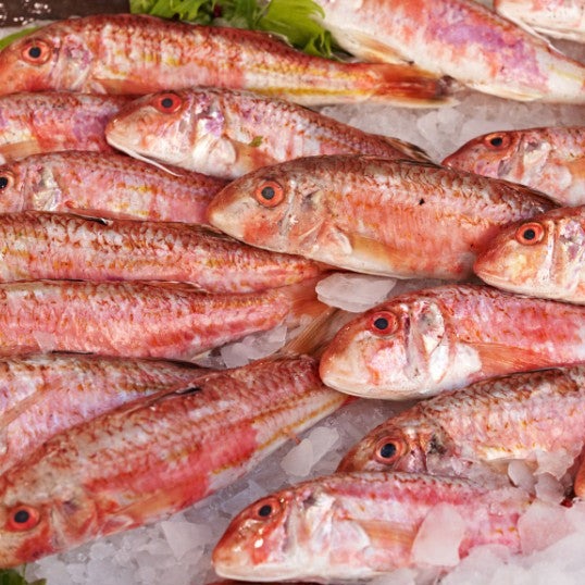 Red Mullet